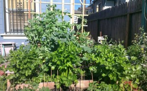 My snow peas, broccoli, and celery