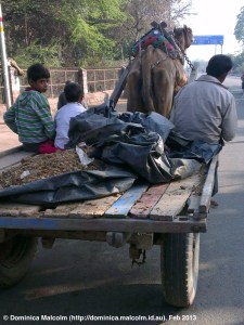 Travelling with a cart and camel in India