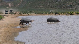 Hippos at Aquilla Game Reserve