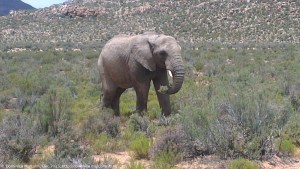 Elephant at Aquilla Game Reserve
